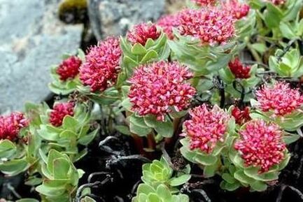Rhodiola rosa para preparar elevar a potência da tintura